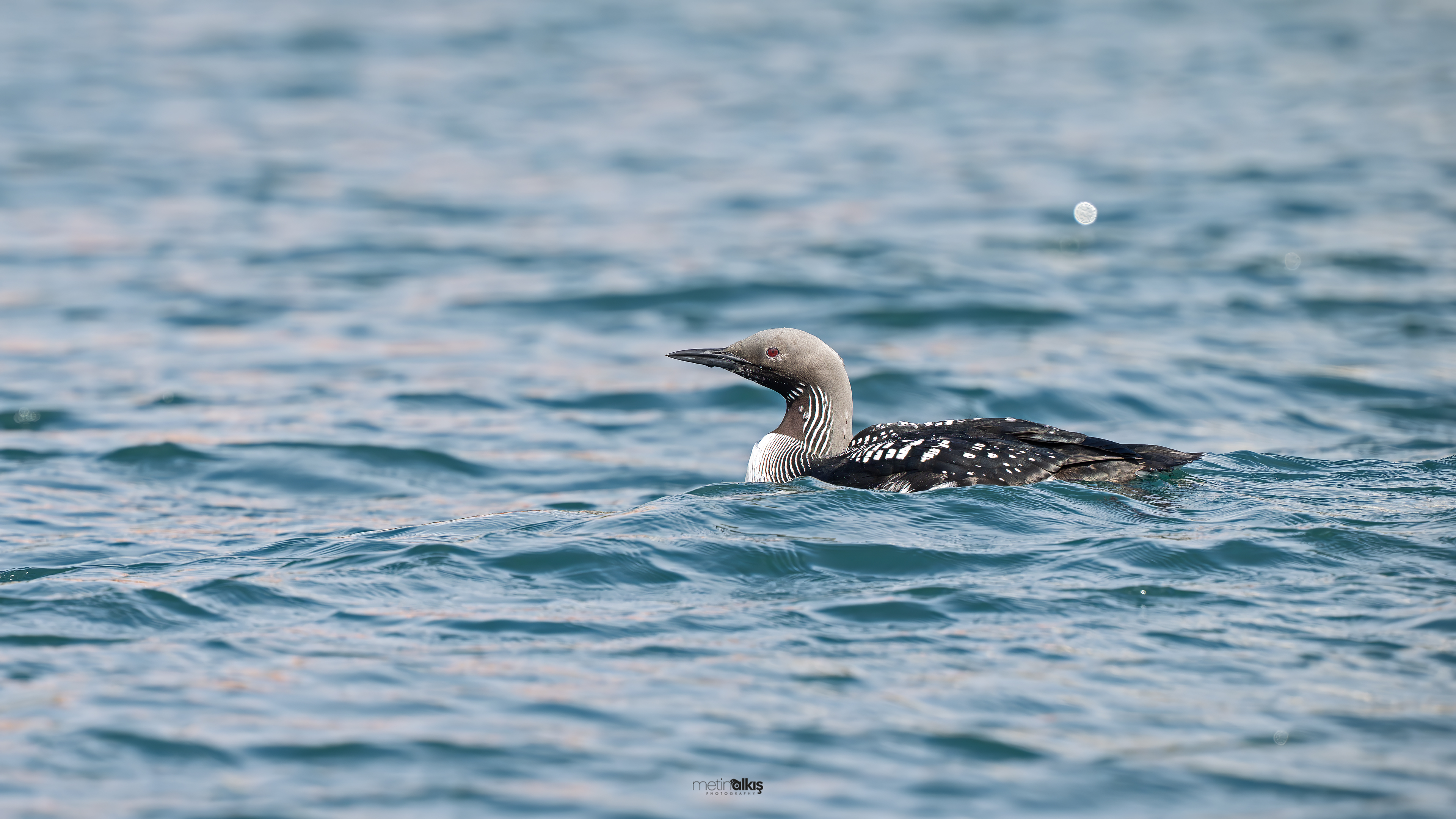Arctic Loon